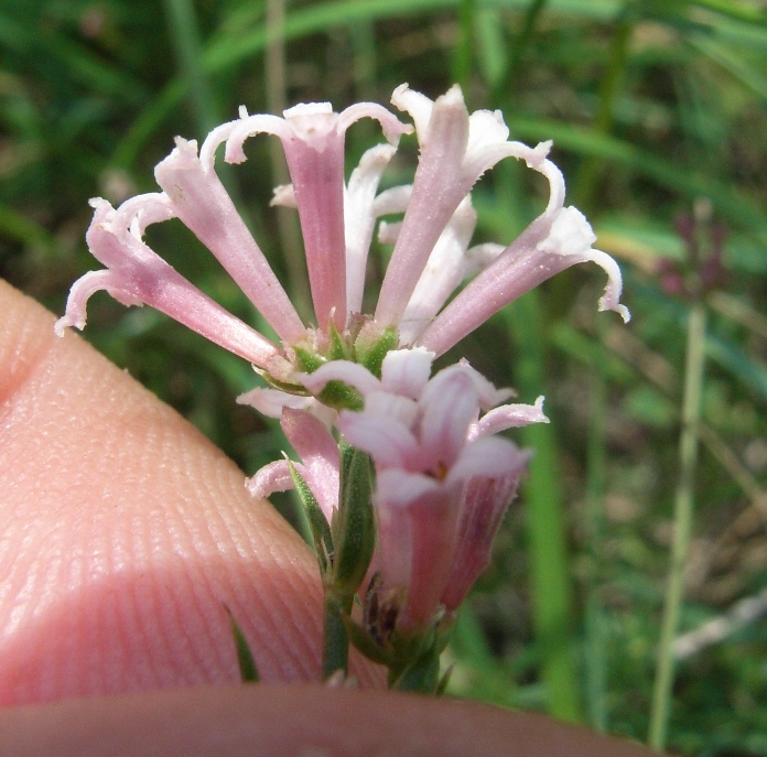 Asperula cynanchica